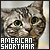 American Short Hair Cats