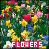 Flowers (Nature)
