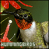 Hummingbirds (Animals)