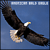Birds: Eagles: American Bald Eagle