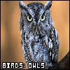 Birds: Owls