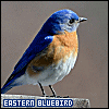 Birds: Eastern Bluebird