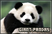Pandas: Giant