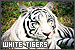 Tigers: White