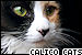 Cats: Calico