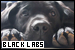 Dogs: Black Labrador Retrievers