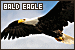 Eagles: American Bald Eagle