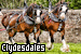 Horses: Clydesdales