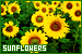 Plants/Flowers/Herbs: Sunflowers