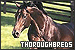 Horses: Thoroughbreds
