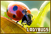 Ladybugs (Ladybirds)
