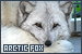 Foxes: Arctic
