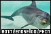 Dolphins: Bottlenose