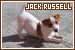 Dogs: Jack Russell Terrier