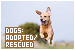 Dogs: Adopted & Rescued