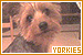 Dogs: Yorkshire Terriers