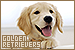 Dogs: Golden Retriever