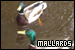Ducks: Mallards