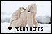 Bears: Polar