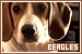 Dogs: Beagles