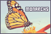 Butterflies: Monarch