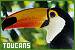 Toucans
